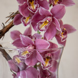 03 Orchid Delight