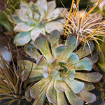 12 Verdant Harmony
