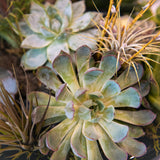 12 Verdant Harmony