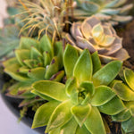 12 Verdant Harmony