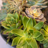 12 Verdant Harmony