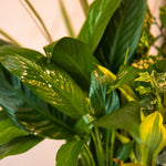 15 Secret Greenery