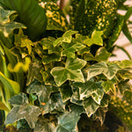 15 Secret Greenery
