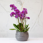 16 Orchid Fantasia