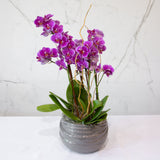 16 Orchid Fantasia