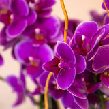 16 Orchid Fantasia