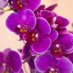 16 Orchid Fantasia