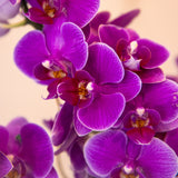 16 Orchid Fantasia