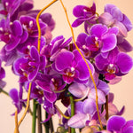 16 Orchid Fantasia