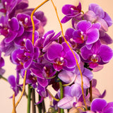 16 Orchid Fantasia