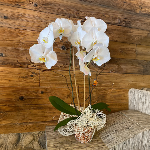 10 Double Orchid